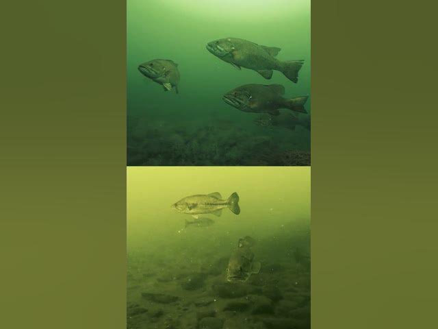 Video thumbnail for SMALLMOUTH or LARGEMOUTH... which one are you choosing?