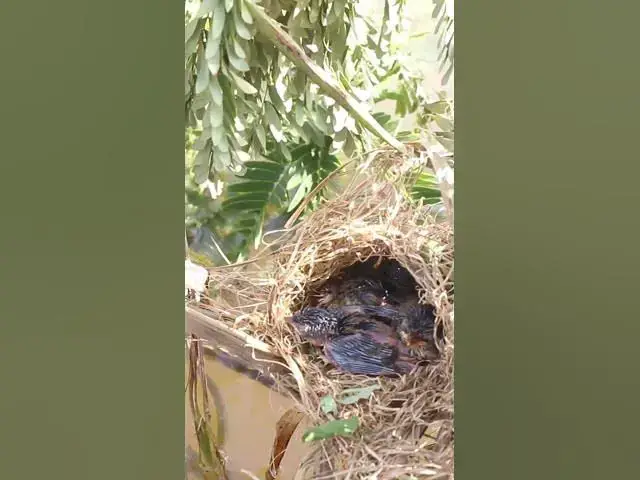 'Video thumbnail for Babies Bird Cries Feed Eat (EP-91)  #birds #nature #birdfeeding #birdwatching'