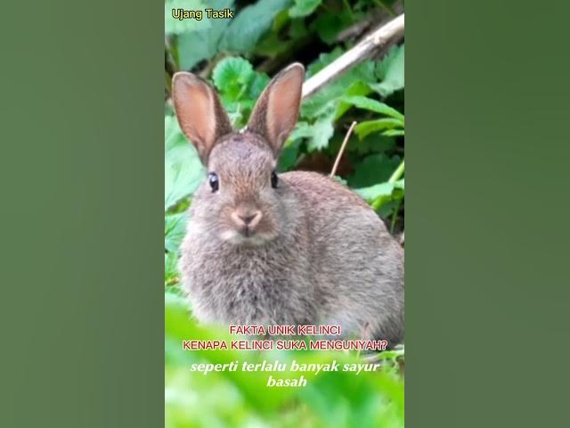 Video thumbnail for fakta unik kelinci#faktaunik#ujangtasik#kelinci#shorts