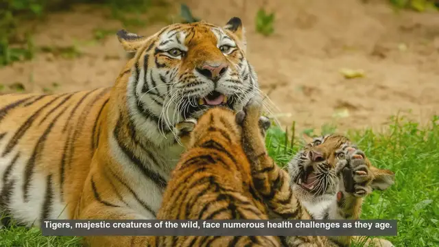 Video thumbnail for 10 Health Challenges Aging Tigers Face
