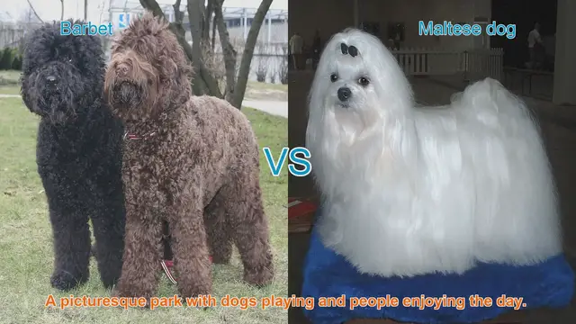 Video thumbnail for Barbet vs. Maltese: A Comparison of Two Beautiful Dog Breeds