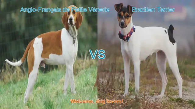 Video thumbnail for Dog Breed Comparison: Anglo-Français de Petite Vénerie vs. Brazilian Terrier