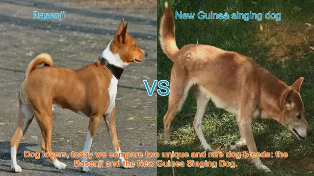 Video thumbnail for Basenji vs. New Guinea Singing Dog: A Unique Breed Comparison
