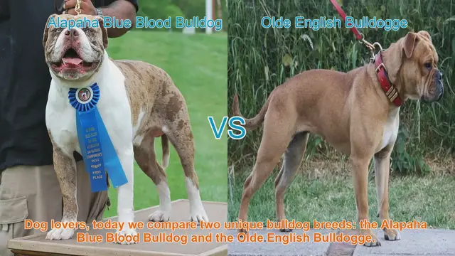 Video thumbnail for Alapaha Blue Blood Bulldog VS Olde English Bulldogge
