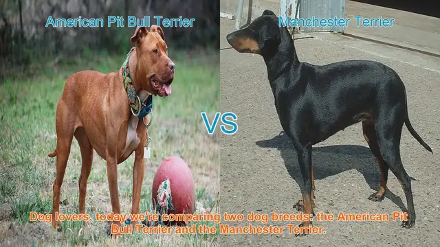 Video thumbnail for American Pit Bull Terrier vs. Manchester Terrier: A Breed Comparison