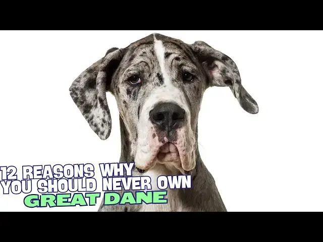 Video thumbnail for 12 Reasons Why You Should Never Own a Great Dane 🐾