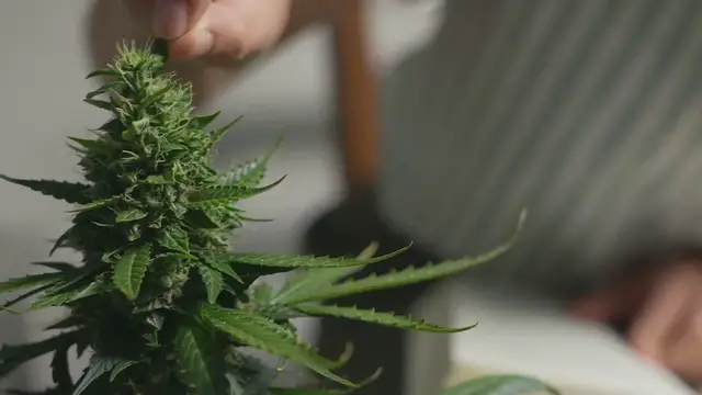 Video thumbnail for Learning About Plant Classification In Botanical Gardens