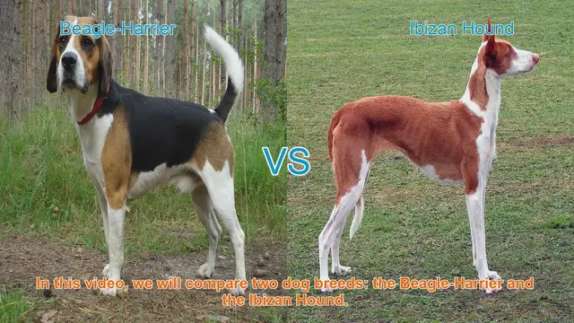 Video thumbnail for Comparing Beagle-Harrier and Ibizan Hound: A Comprehensive Guide