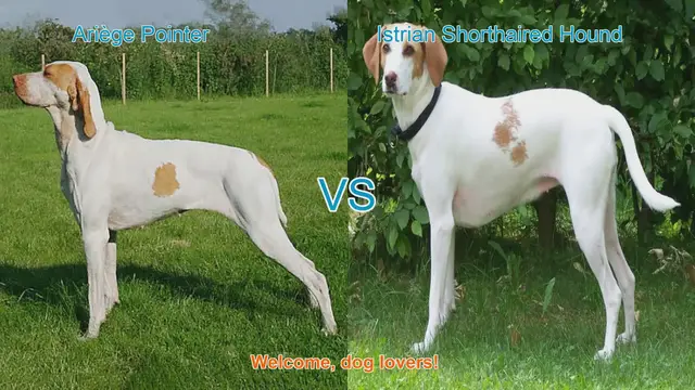 Video thumbnail for Ariège Pointer vs. Istrian Shorthaired Hound: Breed Comparison Guide