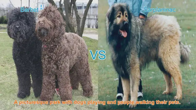 Video thumbnail for Barbet vs. Šarplaninac: A Comprehensive Comparison