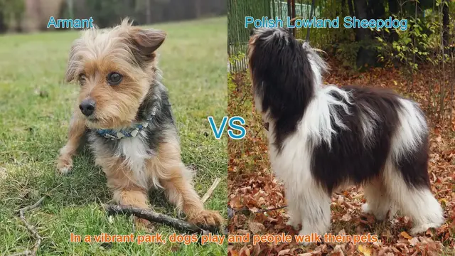 Video thumbnail for Armant vs. Polish Lowland Sheepdog: A Comparison of Two Herding Breeds