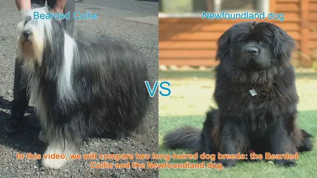 Video thumbnail for Bearded Collie vs. Newfoundland Dog: A Comparison