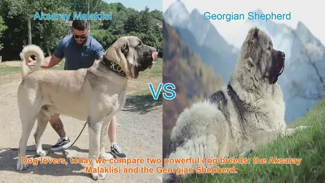 Video thumbnail for Aksaray Malaklisi vs. Georgian Shepherd: A Comparison of Two Powerful Dog Breeds