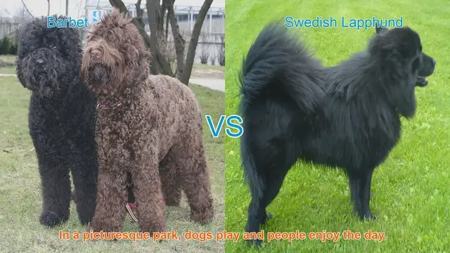 Video thumbnail for Barbet vs. Swedish Lapphund: A Comprehensive Comparison