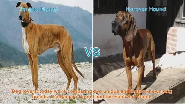 Video thumbnail for Banjara Hound vs. Hanover Hound: A Comparative Guide