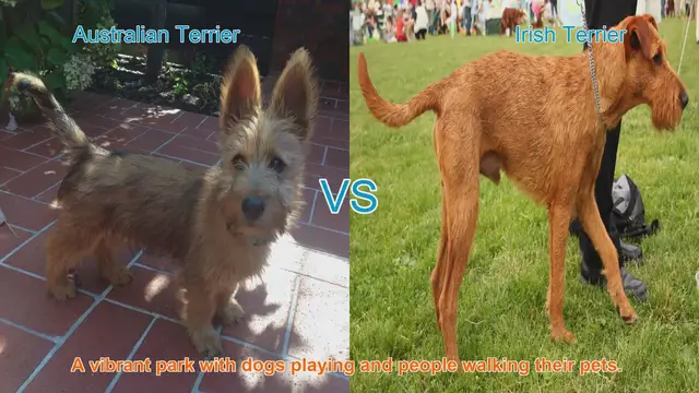 Video thumbnail for Terrier Tales: Australian vs. Irish Terrier