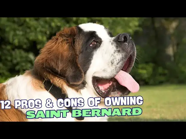 Video thumbnail for 12 Pros & Cons of Owning a Saint Bernard 🐶
