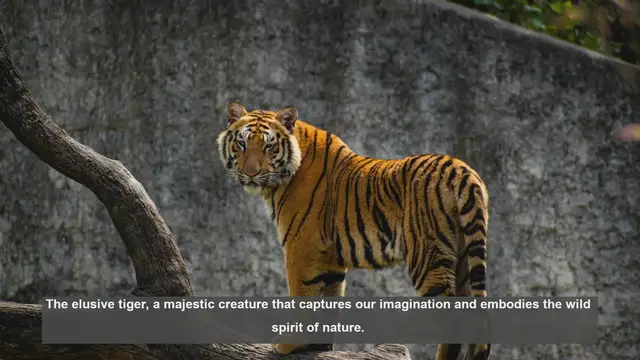 Video thumbnail for 10 Expert Tips for Spotting Tigers in the Wild