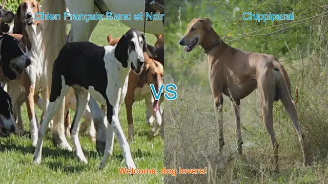 Video thumbnail for Comparing Chien Français Blanc et Noir and Chippiparai: A Guide for Dog Lovers
