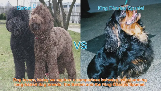 Video thumbnail for Barbet vs. King Charles Spaniel: A Comparison of Charming Long-Haired Dog Breeds