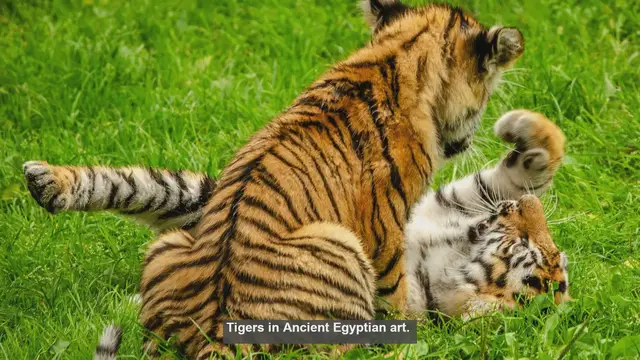 Video thumbnail for 10 Key Features of Tigers in Ancient Egyptian Art