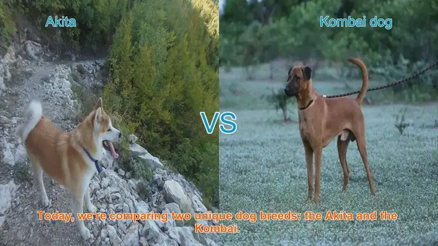Video thumbnail for Akita vs. Kombai: A Comprehensive Comparison