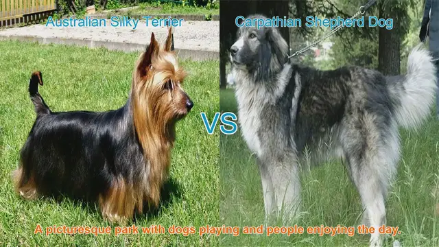 Video thumbnail for Australian Silky Terrier vs. Carpathian Shepherd Dog: A Breed Comparison