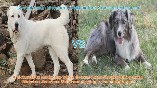 Video thumbnail for Central Asian Shepherd Dog vs. Miniature American Shepherd: Breed Comparison