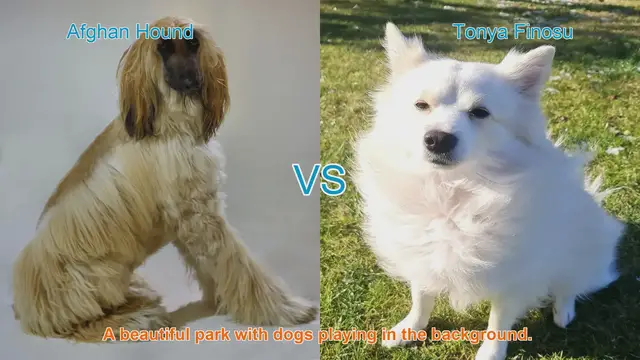 Video thumbnail for Comparing Afghan Hounds and Tonya Finosus: A Comprehensive Guide