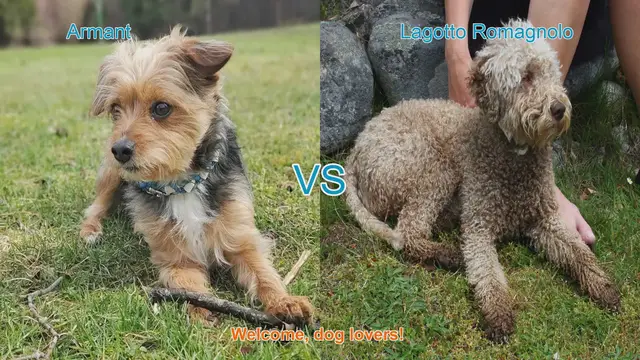 Video thumbnail for Armant vs. Lagotto Romagnolo: A Comparison of Unique Dog Breeds