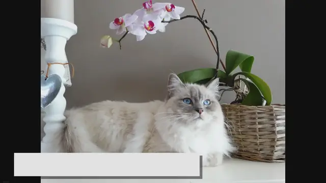 Video thumbnail for Ultimate Ragdoll Cat Care Guide: Keeping Your Feline Healthy