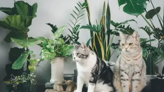 Video thumbnail for Ragdoll Cat Safety: A Guide to Indoor Plants and Their Potential Dangers