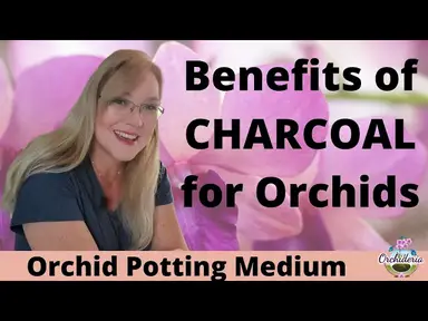 'Video thumbnail for Interesting Potting Media for Orchids That Works!'