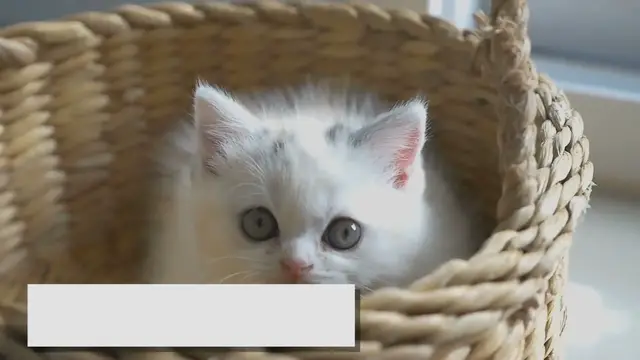 Video thumbnail for At What Age Does Your Ragdoll Stop Growing?