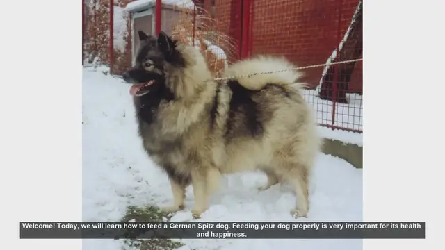 Video thumbnail for How to Properly Feed Your German Spitz Dog