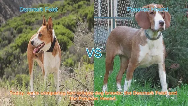 Video thumbnail for Dog Breed Showdown: Denmark Feist vs. Posavac Hound