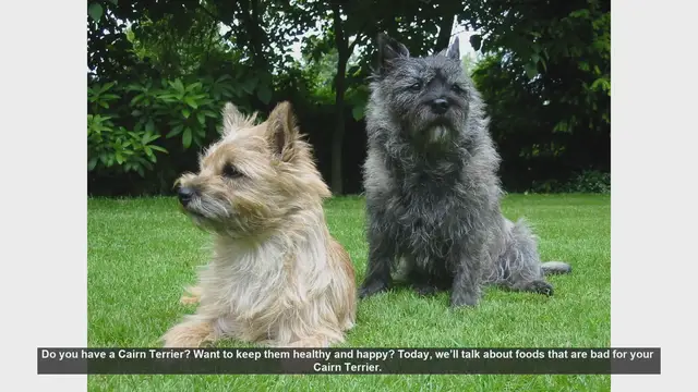 Video thumbnail for Foods to Avoid for a Healthy Cairn Terrier