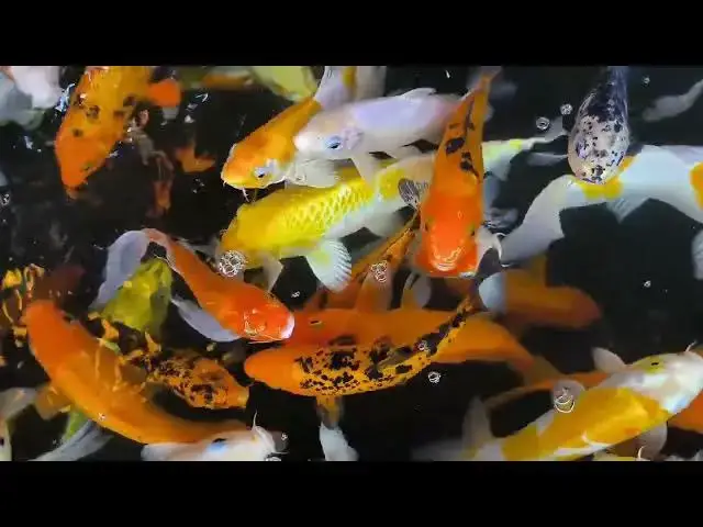Video thumbnail for Koi Fish Judging: The Importance of Tail Length