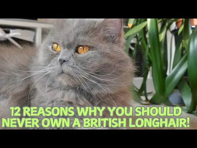 Video thumbnail for 12 Reasons Why You Should Never Own a British Longhair! 🐱🚫