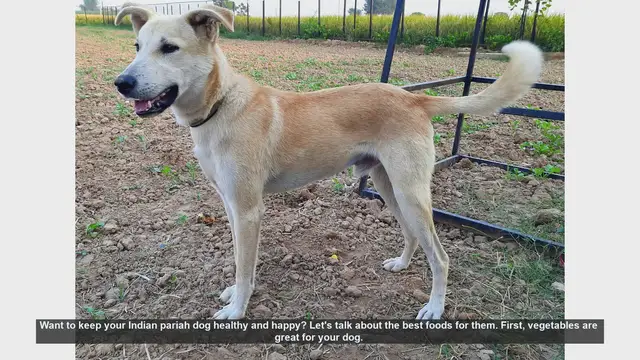 Video thumbnail for Top Foods to Keep Your Indian Pariah Dog Healthy and Happy