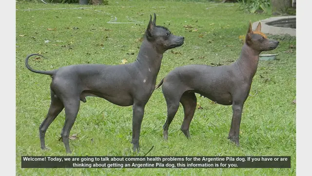 Video thumbnail for Common Health Problems in Argentine Pila Dogs: Tips for Owners