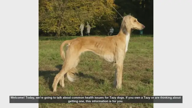 Video thumbnail for Common Health Issues in Tazy Dogs: What Every Owner Should Know