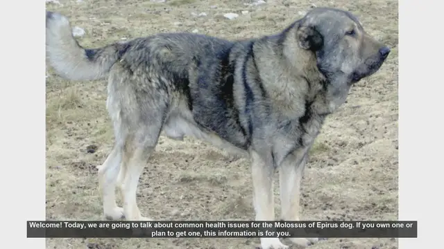 Video thumbnail for Common Health Issues in Molossus of Epirus Dogs