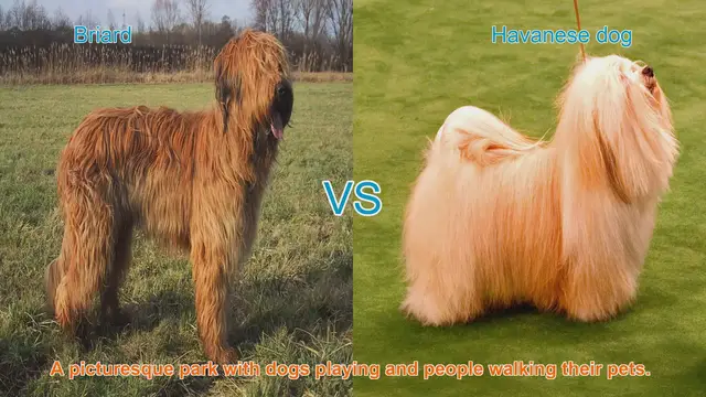 Video thumbnail for Briard vs. Havanese: A Comparison of Two Distinct Dog Breeds