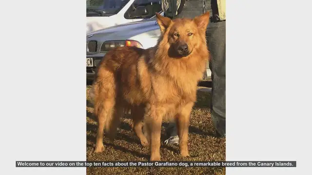 Video thumbnail for Top 10 Facts About the Pastor Garafiano Dog