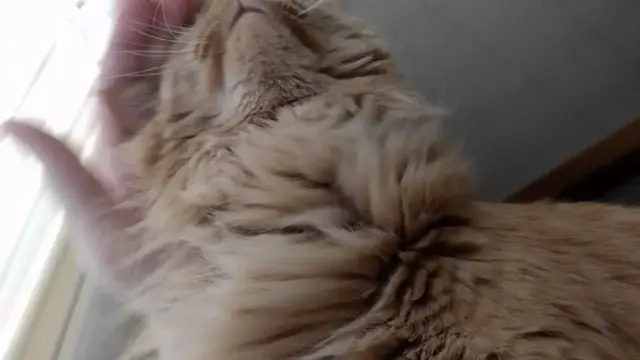 Video thumbnail for Parker vs My Sternum | Parker The Cat