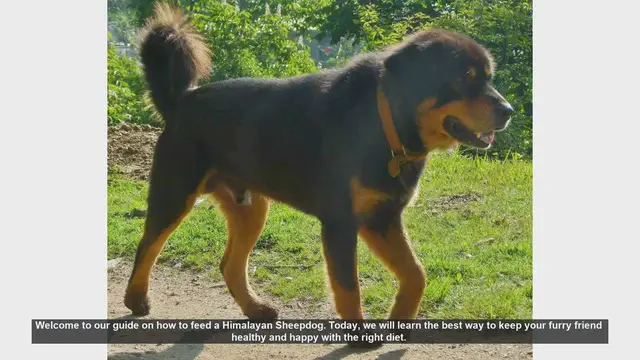 Video thumbnail for How to Feed a Himalayan Sheepdog: Essential Tips for a Healthy Diet