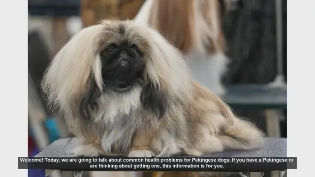 Video thumbnail for Common Health Problems in Pekingese Dogs and How to Manage Them