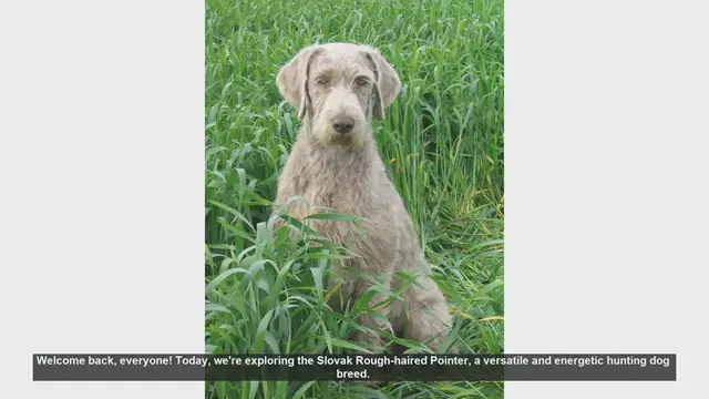 Video thumbnail for Slovak Rough-haired Pointer: Pros and Cons of This Energetic Hunting Dog