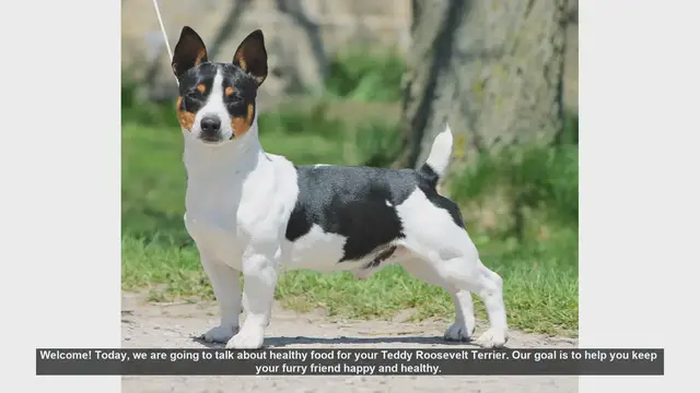 Video thumbnail for Healthy Diet Tips for Your Teddy Roosevelt Terrier